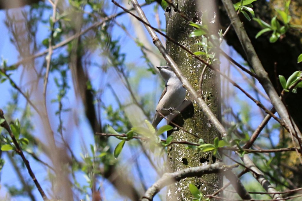 Id. Silvidae : Lu grosso, Lu piccolo e Bigiarella